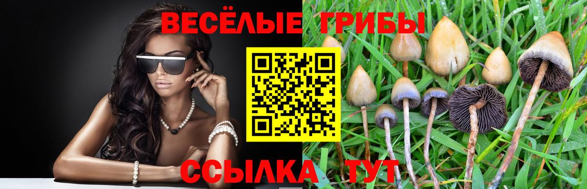 Тавда  Галлюциногенные грибы Psilocybine cubensis  Вход с VPN  Псилоцибиновые грибы мицелий 